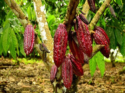 Cultivo de cacao en Colombia